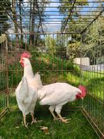Witte leghorn hanen.