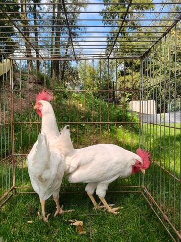 Witte leghorn hanen.  beschikbaar voor biedingen