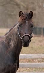 Sjieke  brutale merrie, Dieren en Toebehoren, Merrie, B, Dressuurpony, 3 tot 6 jaar