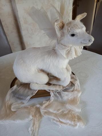 Taxidermie , Lammetje of is een soort Geitje ,  beschikbaar voor biedingen