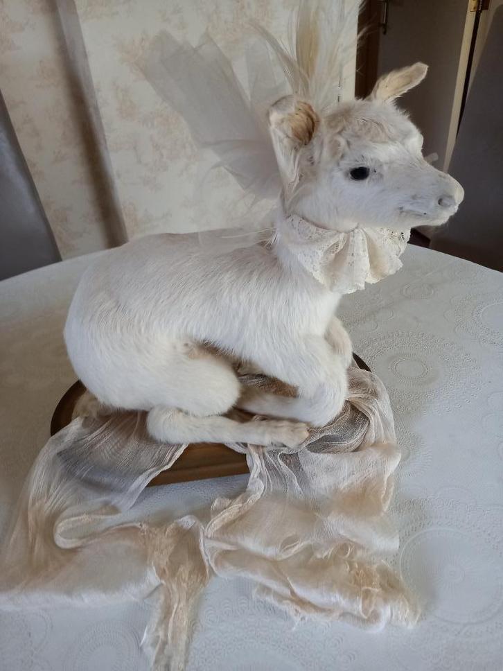 Taxidermie , Lammetje of is een soort Geitje ,, Antiek en Kunst, Curiosa en Brocante, Ophalen of Verzenden