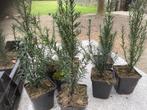 If Baccata, Jardin & Terrasse, Plantes | Arbustes & Haies, Taxus, Enlèvement