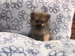 Pomeriaan dwergkeesjes en kleine keeshondjes  pups, Keeshond, 15 weken tot 1 jaar, Buitenland, CDV (hondenziekte)