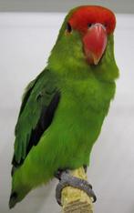 Gezocht kwaliteit D-groene taranta koppels, of poppen, Dieren en Toebehoren, Meerdere dieren, Dwergpapegaai of Agapornis, Geringd