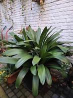 Prachtige grote Clivia plant te koop – echte blikvanger!, Tuin en Terras, Ophalen, Halfschaduw