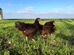Jonge tamme Rhode Island Red kippen hennen gesekst, Dieren en Toebehoren, Vrouwelijk, Kip