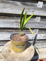 Palmboom Chamaerops Humilis, Tuin en Terras, Planten | Tuinplanten, Ophalen