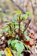 Frambozen, Tuin en Terras, Planten | Fruitbomen, Ophalen