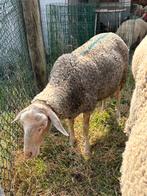 Antenaise lacaune presume pleine, Vrouwelijk, Schaap, 0 tot 2 jaar