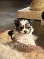 Biewer York pups, Parvo, België, Overige rassen, 8 tot 15 weken