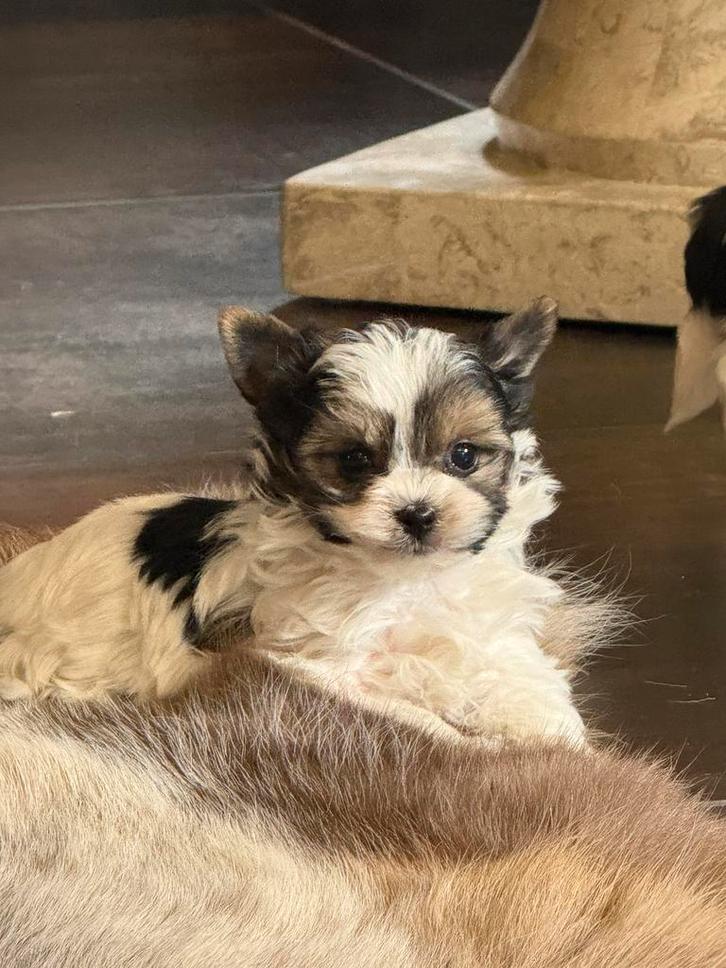 Biewer York pups, Dieren en Toebehoren, Honden | Chihuahua's en Gezelschapshonden, Meerdere dieren, Overige rassen, Fokker | Professioneel