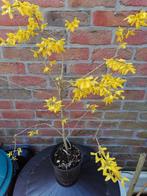 Forsythia (mimosa de Paris), Jardin & Terrasse, Enlèvement, Autres espèces, Arbuste, 250 cm ou plus