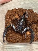 Heterometrus longimanus (meerdere beschikbaar), Animaux & Accessoires, Reptiles & Amphibiens, Autres espèces, 0 à 2 ans