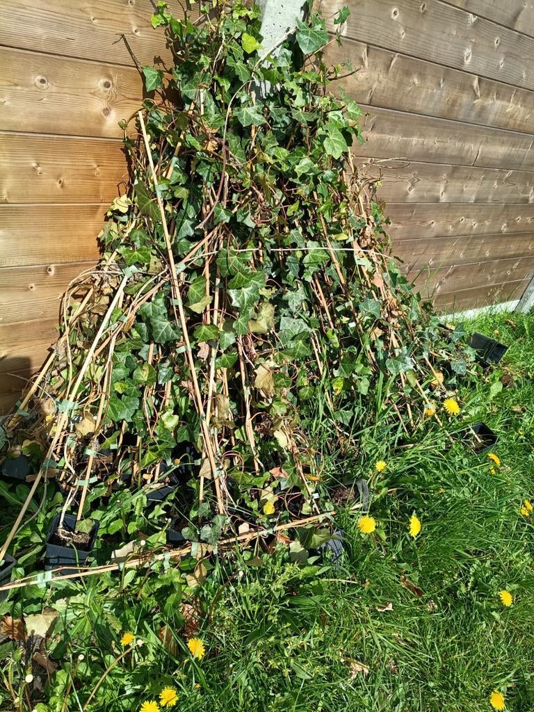 Klimop stekjes, Enlèvement