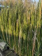 Japanse hollepijp, Ophalen