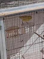 Gele kanarie man van 2025, Dieren en Toebehoren, Vogels | Kanaries