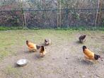 Gezocht Vorwerk haan en hennen Groot ras., Dieren en Toebehoren, Pluimvee, Meerdere dieren, Kip