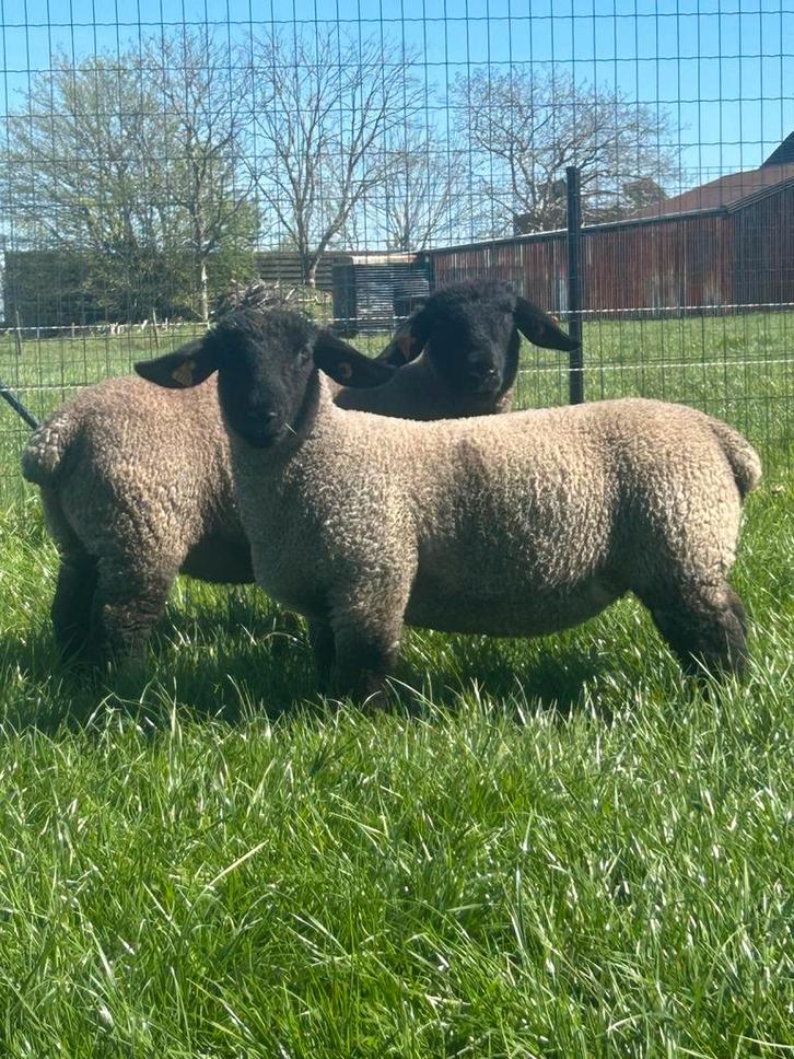 Suffolk lammeren, Animaux & Accessoires, Moutons, Chèvres & Cochons, Mouton, Plusieurs animaux, 0 à 2 ans