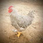Amrock haan, Dieren en Toebehoren, Pluimvee, Mannelijk, Kip