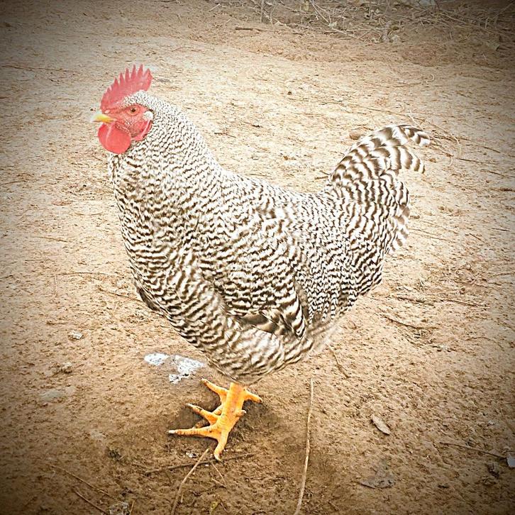 Amrock haan, Dieren en Toebehoren, Pluimvee, Kip, Mannelijk