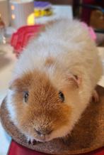 US Teddy beertje van Juni 2025, Dieren en Toebehoren, Cavia, Juni, Mannelijk, Tam