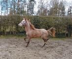 Roan D pony merrie, Dieren en Toebehoren, Paarden, Merrie, M