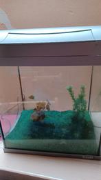 Aquarium 40 liter, Dieren en Toebehoren, Ophalen, Filter, Tetra