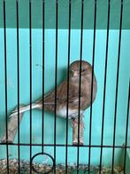 Glosters, Dieren en Toebehoren, Vrouwelijk, Postuurkanarie