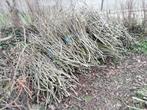 Brandhout snoeihout gratis in zottegem, Tuin en Terras, Ophalen
