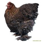 Gezocht groothoender kippen - grote kippen