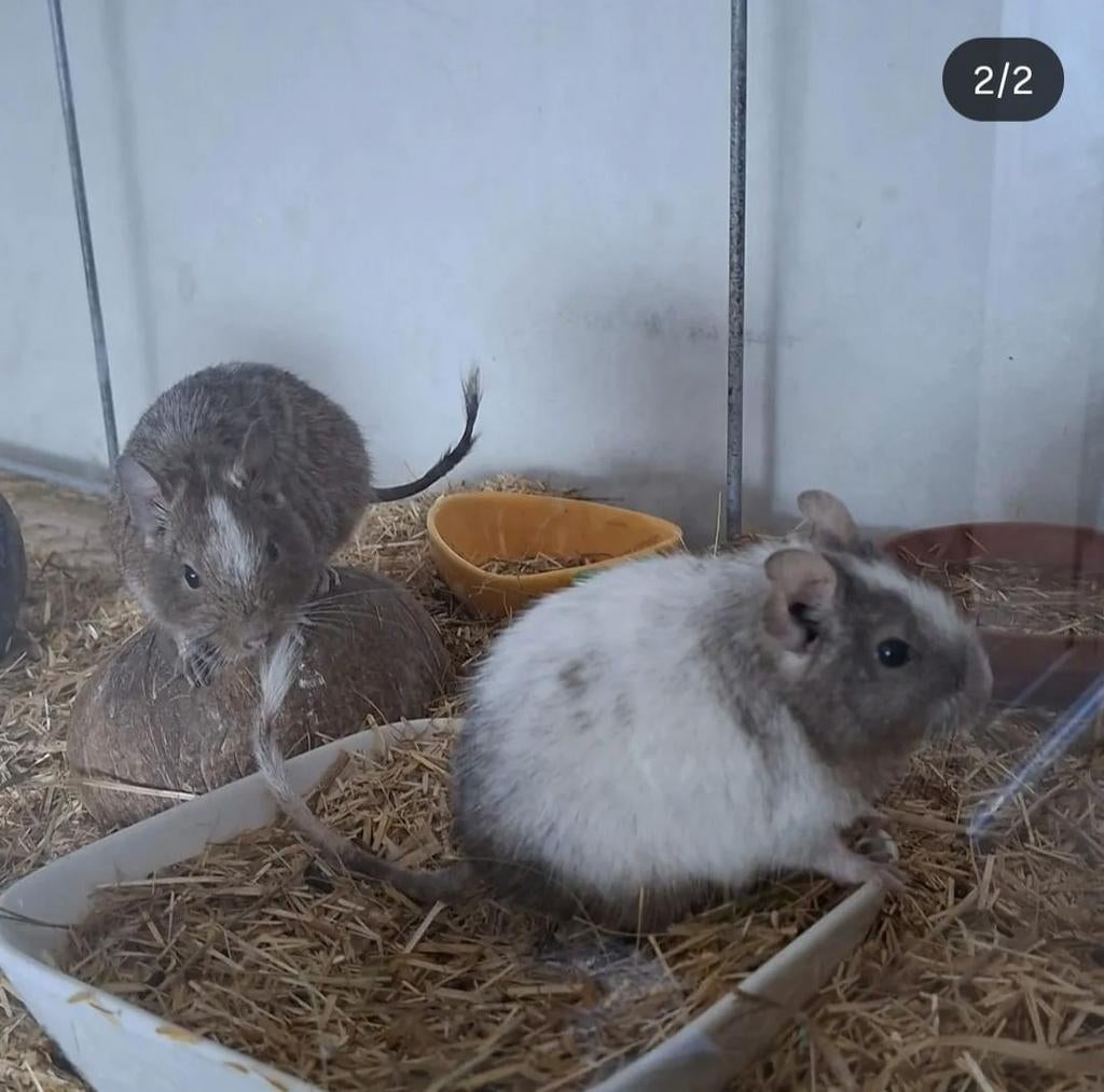 Degoe mannetjes, Dieren en Toebehoren, Konijnen