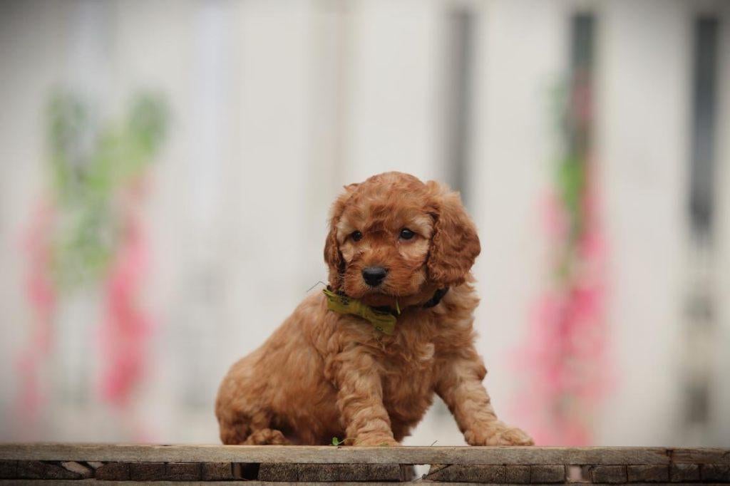 Cockapoo Pups – Super Aanhankelijk & Gezinsvriendelijk!, Parvo, België, Overige rassen, 8 tot 15 weken