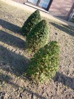 Taxus kegels, Tuin en Terras, Planten | Struiken en Hagen, Ophalen, Taxus