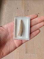 Prachtige fossiele enchodus tand, Ophalen of Verzenden