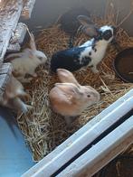 Mooie vlaamse reuzen., Dieren en Toebehoren