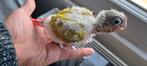 Bébé conure suncheek eam, Animaux & Accessoires, Oiseaux | Perruches & Perroquets