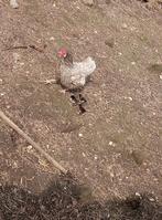 Legkippen haan kuikens, Poule ou poulet
