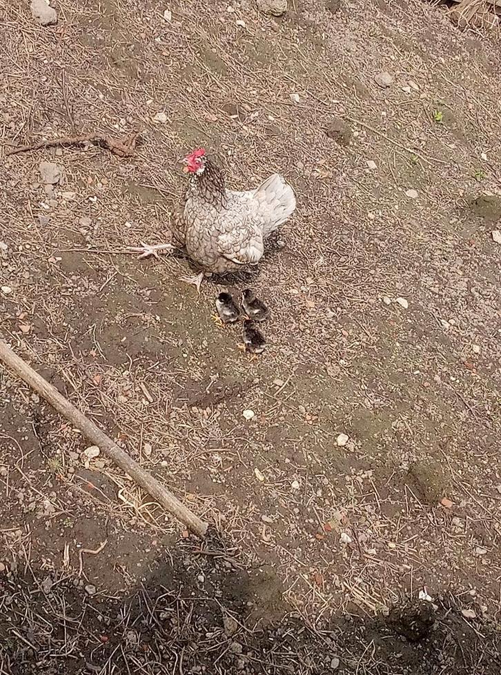 Legkippen haan kuikens, Animaux & Accessoires, Volatiles, Poule ou poulet