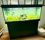 Aquarium Juwel Rio 240L, Animaux & Accessoires, Poissons | Aquariums & Accessoires, Comme neuf, Enlèvement, Juwel, Aquarium d'eau douce rempli
