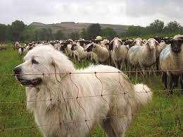 PROTÉGEZ VOS ANIMAUX NATURELLEMENT !, Animaux & Accessoires, Moutons, Chèvres & Cochons, Plusieurs animaux, 0 à 2 ans