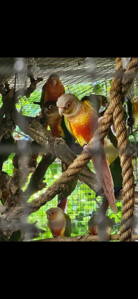 Pyrrhura molinae koppels, Dieren en Toebehoren, Vogels | Parkieten en Papegaaien