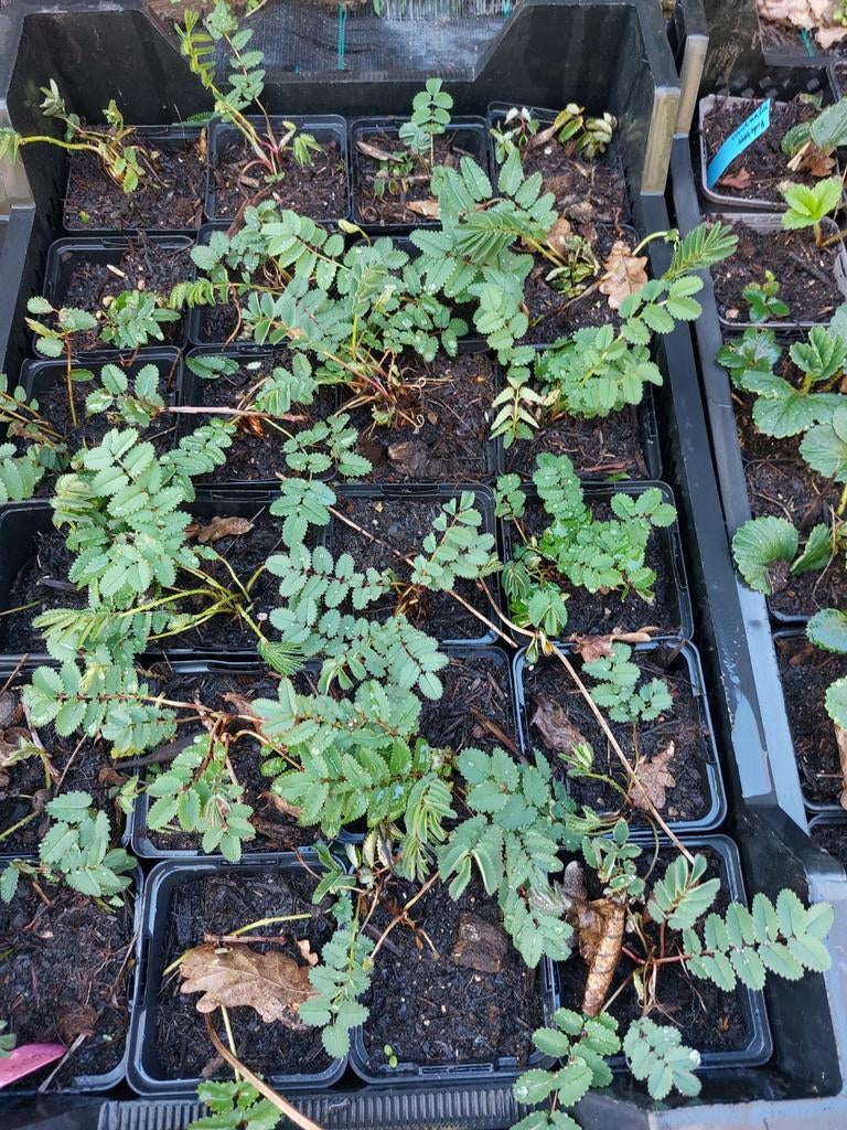 Grote pimpernel - p9, Ophalen