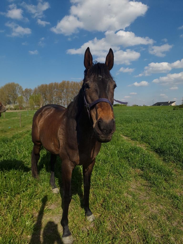 Lieve volbloed merrie, Animaux & Accessoires, Poneys, B, Poney de récréation, Poney E (1.48 m - 1.57m), Jument