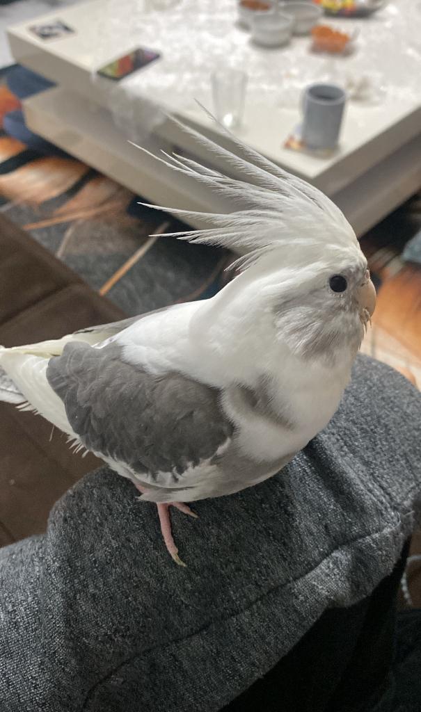Handtamme valkparkiet, Dieren en Toebehoren, Vogels | Parkieten en Papegaaien, Parkiet, Vrouwelijk, Tam, Geringd