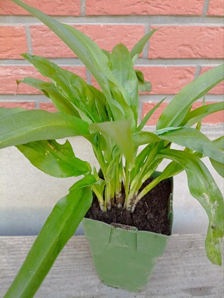 Ail des ours, Jardin & Terrasse, Enlèvement