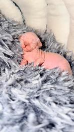 Sphynx kitten️, Dieren en Toebehoren, Ophalen