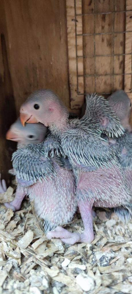 Perruches à collier halsband