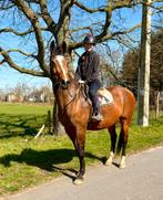 Braaf groot leerpaard 175! Va vite- Hearthbreaker, Dieren en Toebehoren, Paarden, Merrie
