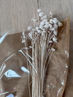 Droogbloemen, Maison & Meubles, Accessoires pour la Maison | Fleurs séchées, Enlèvement, Comme neuf