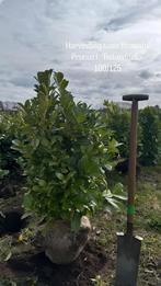 Prunus rotundifolia 100-125, Tuin en Terras, Ophalen, Laurier, Haag, 100 tot 250 cm